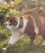 Tractive CAT mini GPS Pet Tracker Γάτας με Κολάρο Dark Blue (Τεμάχιο) - Image 3