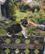 Tractive CAT mini GPS Pet Tracker Γάτας με Κολάρο Dark Blue (Τεμάχιο) - Image 4