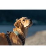 Tractive DOG XL GPS Pet Tracker Σκύλου Green (Τεμάχιο) - Image 4