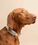 Tractive TRDOG6BR GPS Pet Tracker Σκύλου Brown (Τεμάχιο) - Image 2