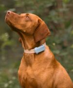 Tractive TRDOG6MT GPS Pet Tracker Σκύλου Mint (Τεμάχιο) - Image 2